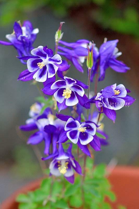 水仙花/耧斗菜花